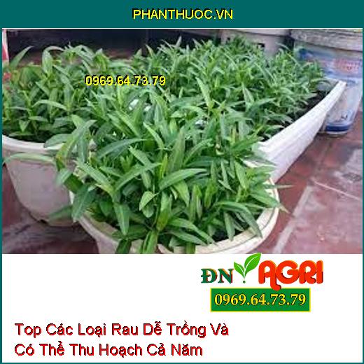 Top Các Loại Rau Dễ Trồng Và Có Thể Thu Hoạch Cả Năm