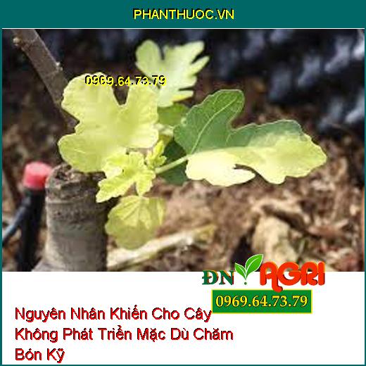 Nguyên Nhân Khiến Cho Cây Không Phát Triển Mặc Dù Chăm Bón Kỹ