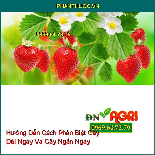 Hướng Dẫn Cách Phân Biệt Cây Dài Ngày Và Cây Ngắn Ngày 