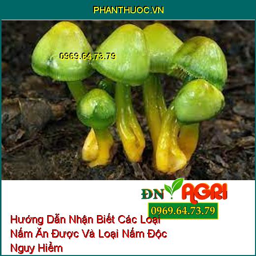 Hướng Dẫn Nhận Biết Các Loại Nấm Ăn Được Và Loại Nấm Độc Nguy Hiểm