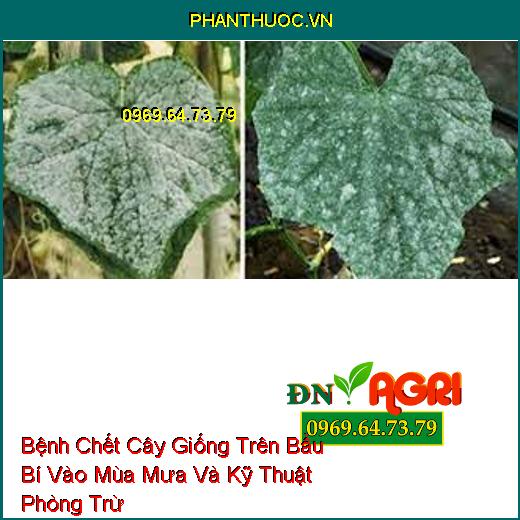 Bệnh Chết Cây Giống Trên Bầu Bí Vào Mùa Mưa Và Kỹ Thuật Phòng Trừ