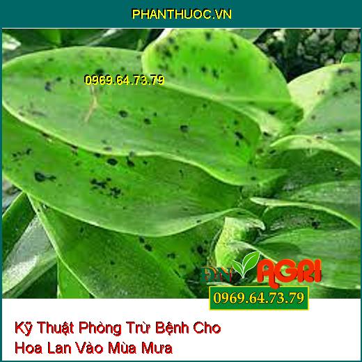 Kỹ Thuật Phòng Trừ Bệnh Cho Hoa Lan Vào Mùa Mưa