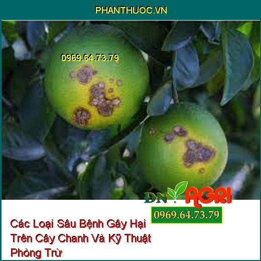 Các Loại Sâu Bệnh Gây Hại Trên Cây Chanh Và Kỹ Thuật Phòng Trừ