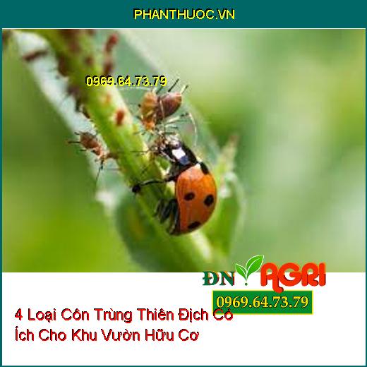 4 Loại Côn Trùng Thiên Địch Có Ích Cho Khu Vườn Hữu Cơ