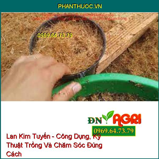 Lan Kim Tuyến - Công Dụng, Kỹ Thuật Trồng Và Chăm Sóc Đúng Cách