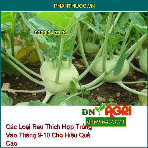 Các Loại Rau Thích Hợp Trồng Vào Tháng 9-10 Cho Hiệu Quả Cao