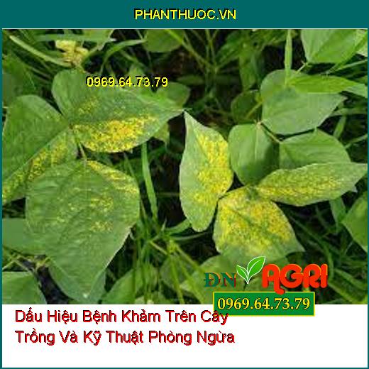 Dấu Hiệu Bệnh Khảm Trên Cây Trồng Và Kỹ Thuật Phòng Ngừa