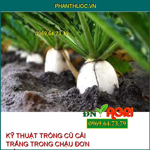 KỸ THUẬT TRỒNG CỦ CẢI TRẮNG TRONG CHẬU ĐƠN GIẢN