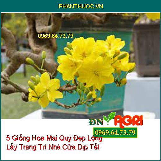 5 Giống Hoa Mai Quý Đẹp Lộng Lẫy Trang Trí Nhà Cửa Dịp Tết