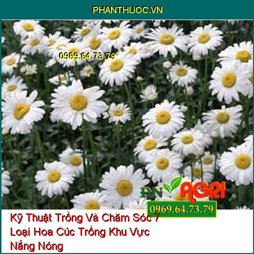 Kỹ Thuật Trồng Và Chăm Sóc 7 Loại Hoa Cúc Trồng Khu Vực Nắng Nóng 