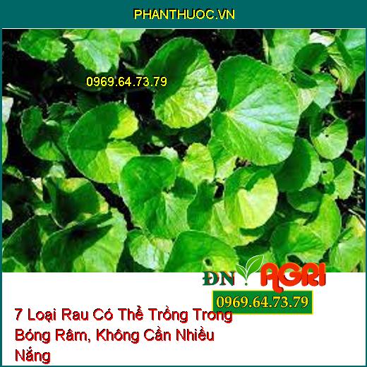 7 Loại Rau Có Thể Trồng Trong Bóng Râm, Không Cần Nhiều Nắng