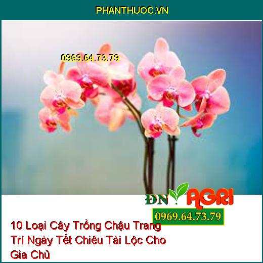 10 Loại Cây Trồng Chậu Trang Trí Ngày Tết Chiêu Tài Lộc Cho Gia Chủ