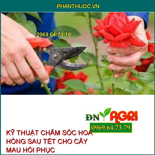 KỸ THUẬT CHĂM SÓC HOA HỒNG SAU TẾT CHO CÂY MAU HỒI PHỤC