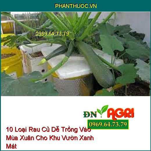 10 Loại Rau Củ Dễ Trồng Vào Mùa Xuân Cho Khu Vườn Xanh Mát