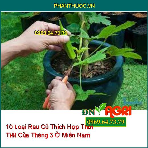 10 Loại Rau Củ Thích Hợp Thời Tiết Của Tháng 3 Ở Miền Nam