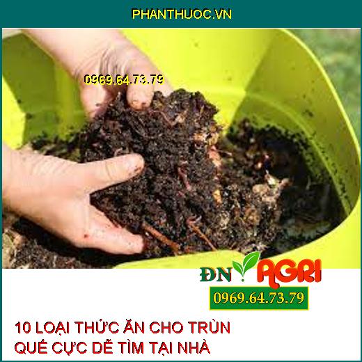 10 LOẠI THỨC ĂN CHO TRÙN QUẾ CỰC DỄ TÌM TẠI NHÀ