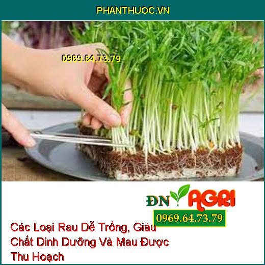 Các Loại Rau Dễ Trồng, Giàu Chất Dinh Dưỡng Và Mau Được Thu Hoạch