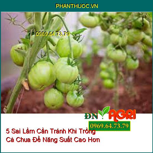 5 Sai Lầm Cần Tránh Khi Trồng Cà Chua Để Năng Suất Cao Hơn