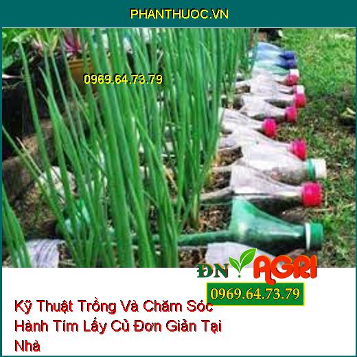 Kỹ Thuật Trồng Và Chăm Sóc Hành Tím Lấy Củ Đơn Giản Tại Nhà