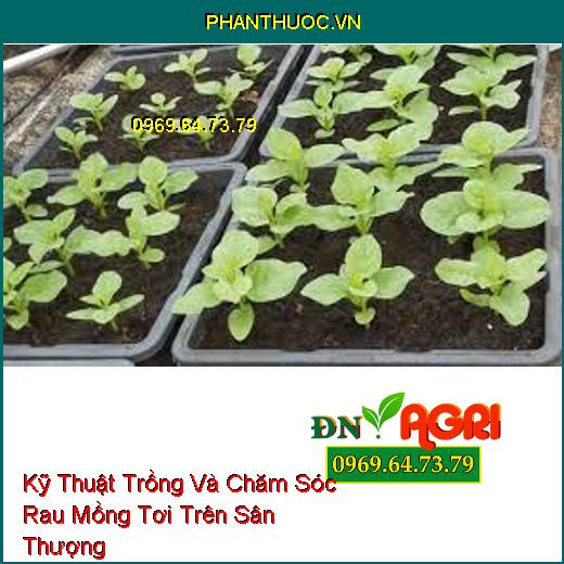 Kỹ Thuật Trồng Và Chăm Sóc Rau Mồng Tơi Trên Sân Thượng 