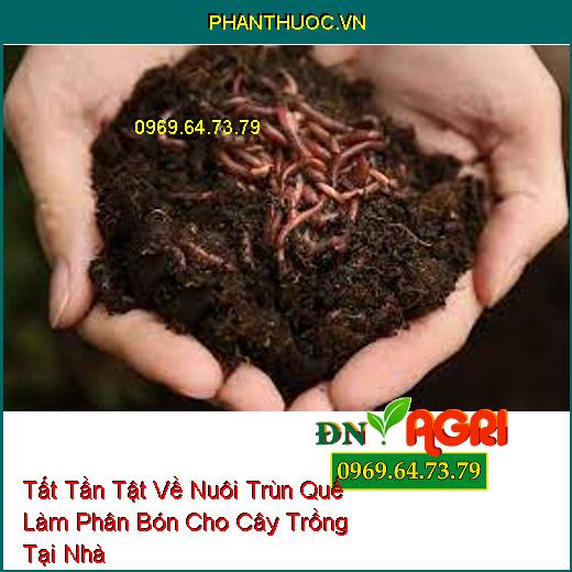 Tất Tần Tật Về Nuôi Trùn Quế Làm Phân Bón Cho Cây Trồng Tại Nhà