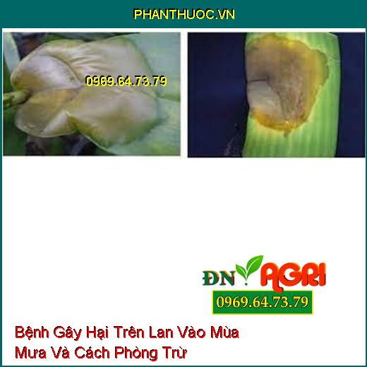 Bệnh Gây Hại Trên Lan Vào Mùa Mưa Và Cách Phòng Trừ