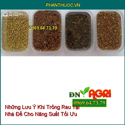 Những Lưu Ý Khi Trồng Rau Tại Nhà Để Cho Năng Suất Tối Ưu