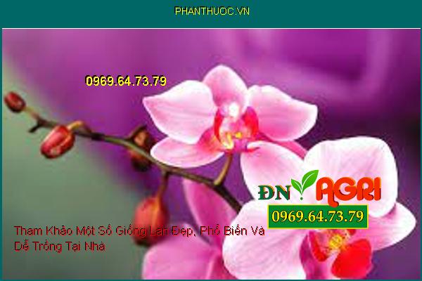 Tham Khảo Một Số Giống Lan Đẹp, Phổ Biến Và Dễ Trồng Tại Nhà 