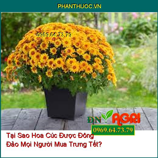 Tại Sao Hoa Cúc Được Đông Đảo Mọi Người Mua Trưng Tết?