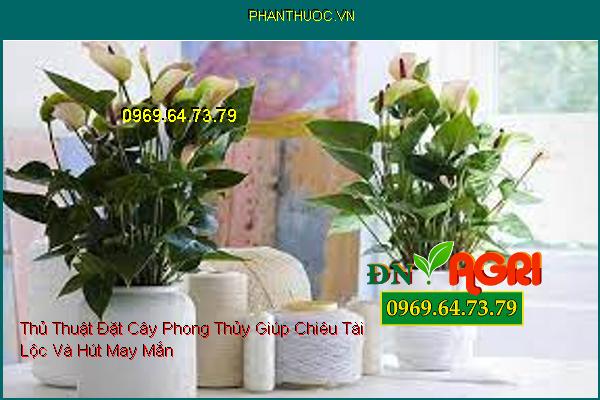 Thủ Thuật Đặt Cây Phong Thủy Giúp Chiêu Tài Lộc Và Hút May Mắn