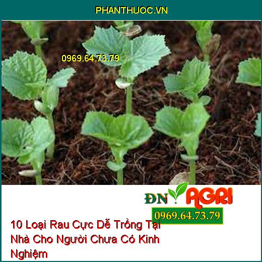 10 Loại Rau Cực Dễ Trồng Tại Nhà Cho Người Chưa Có Kinh Nghiệm