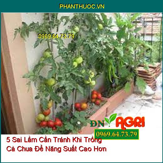 5 Sai Lầm Cần Tránh Khi Trồng Cà Chua Để Năng Suất Cao Hơn