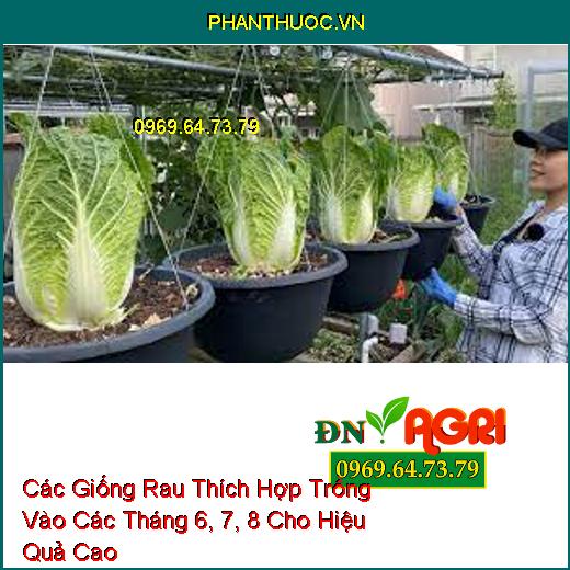 Các Giống Rau Thích Hợp Trồng Vào Các Tháng 6, 7, 8 Cho Hiệu Quả Cao