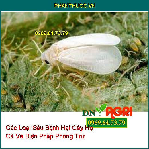 Các Loại Sâu Bệnh Hại Cây Họ Cà Và Biện Pháp Phòng Trừ