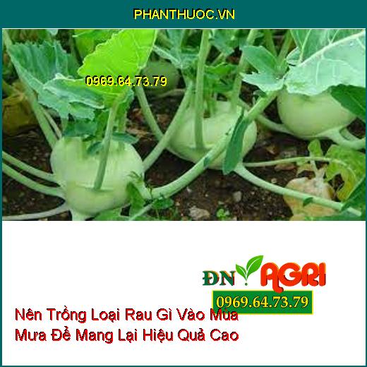 Nên Trồng Loại Rau Gì Vào Mùa Mưa Để Mang Lại Hiệu Quả Cao