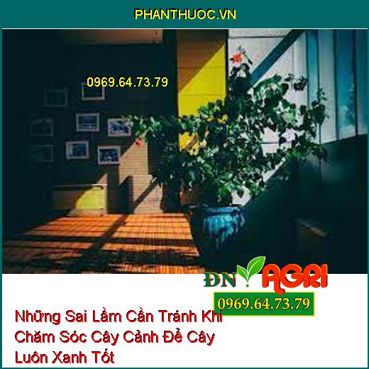 Những Sai Lầm Cần Tránh Khi Chăm Sóc Cây Cảnh Để Cây Luôn Xanh Tốt