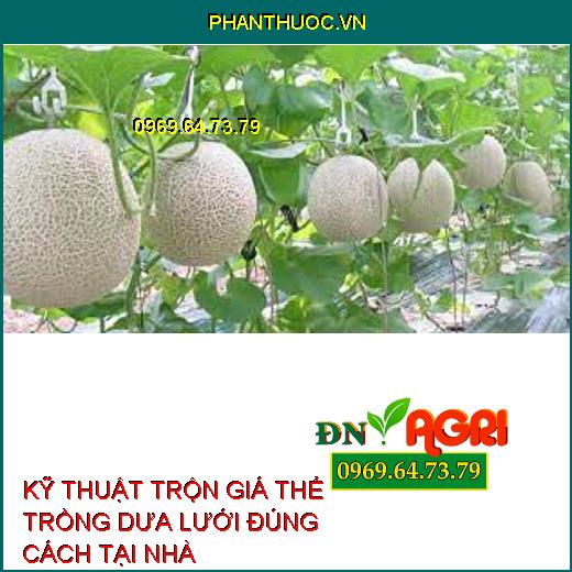 KỸ THUẬT TRỘN GIÁ THỂ TRỒNG DƯA LƯỚI ĐÚNG CÁCH TẠI NHÀ