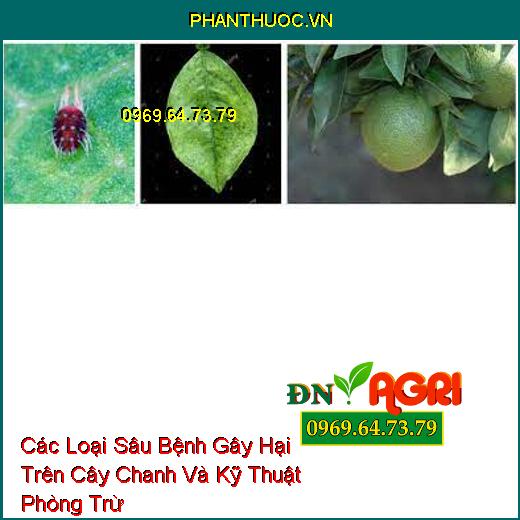 Các Loại Sâu Bệnh Gây Hại Trên Cây Chanh Và Kỹ Thuật Phòng Trừ