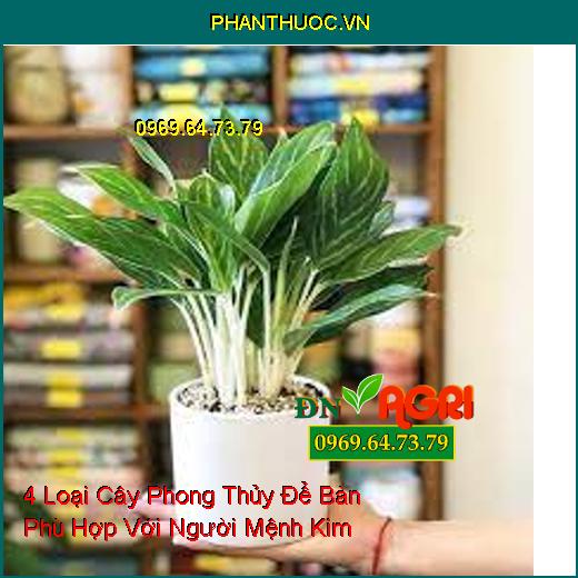 4 Loại Cây Phong Thủy Để Bàn Phù Hợp Với Người Mệnh Kim