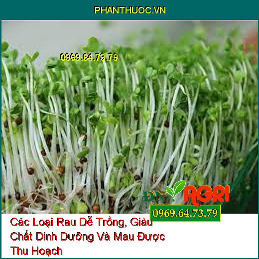 Các Loại Rau Dễ Trồng, Giàu Chất Dinh Dưỡng Và Mau Được Thu Hoạch