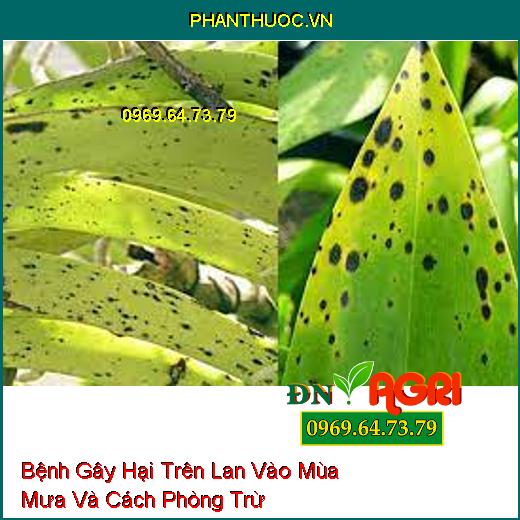 Bệnh Gây Hại Trên Lan Vào Mùa Mưa Và Cách Phòng Trừ