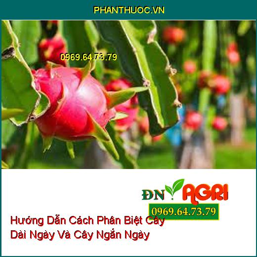 Hướng Dẫn Cách Phân Biệt Cây Dài Ngày Và Cây Ngắn Ngày 