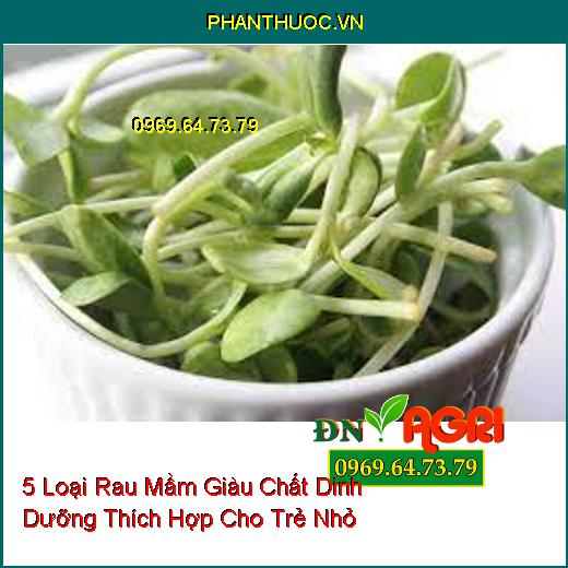 5 Loại Rau Mầm Giàu Chất Dinh Dưỡng Thích Hợp Cho Trẻ Nhỏ