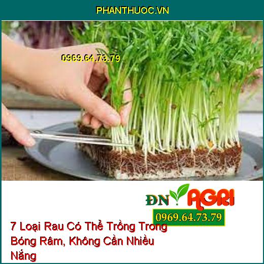 7 Loại Rau Có Thể Trồng Trong Bóng Râm, Không Cần Nhiều Nắng