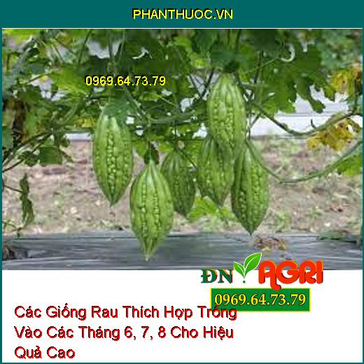 Các Giống Rau Thích Hợp Trồng Vào Các Tháng 6, 7, 8 Cho Hiệu Quả Cao