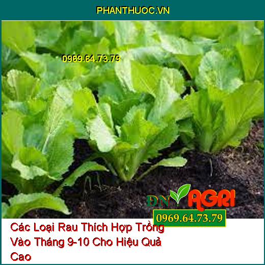 Các Loại Rau Thích Hợp Trồng Vào Tháng 9-10 Cho Hiệu Quả Cao