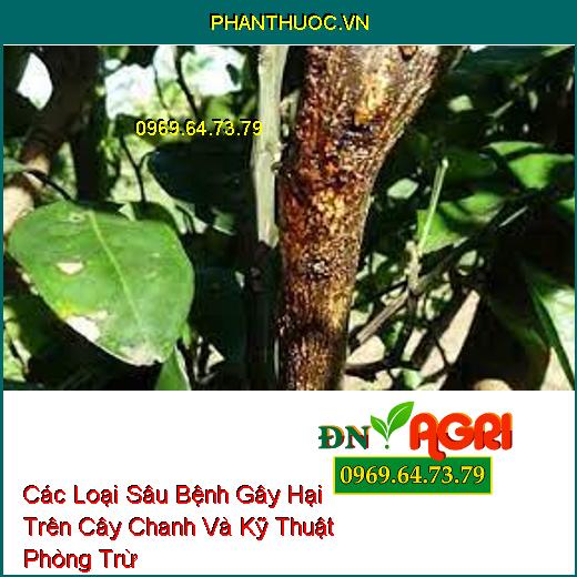 Các Loại Sâu Bệnh Gây Hại Trên Cây Chanh Và Kỹ Thuật Phòng Trừ