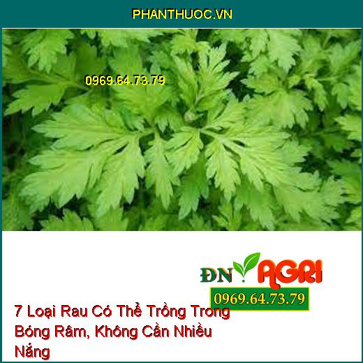 7 Loại Rau Có Thể Trồng Trong Bóng Râm, Không Cần Nhiều Nắng