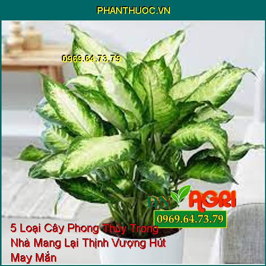 5 Loại Cây Phong Thủy Trong Nhà Mang Lại Thịnh Vượng Hút May Mắn