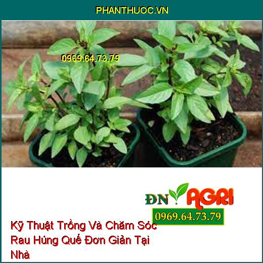 Kỹ Thuật Trồng Và Chăm Sóc Rau Húng Quế Đơn Giản Tại Nhà